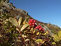 Sorbus sitchensis