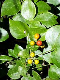 Strychnos psilosperma