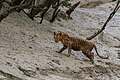 Nedospělý samec v pobřežní oblasti Sundarbands