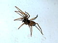 Unbekannte Spinne