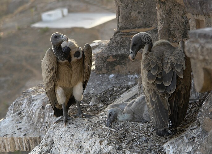 Индийские сипы (Gyps indicus) в гнезде, Орчха, Мадхья-Прадеш, Индия