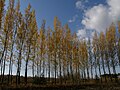 シラカンバの紅葉と樹形