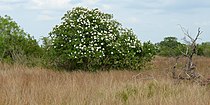 Grasslands with Wild Olive (Cordia boissieri), Jim Hogg County, Texas (10 April 2016)