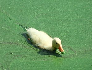 Canard colvert avec un plumage blanc et une petite pointe verte au bout du bec, sur le lac Belskoe (ru) en Russie. Juillet 2022.