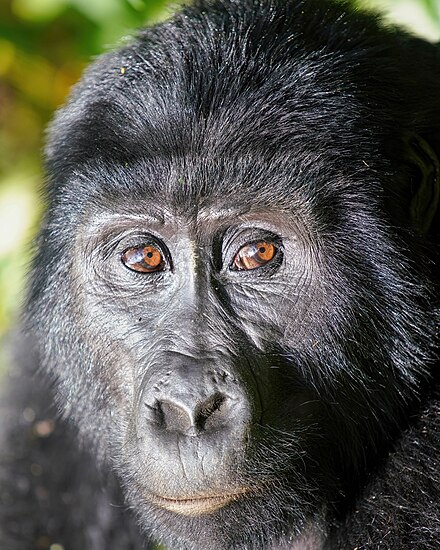 Cận cảnh khỉ đột núi tại Vườn quốc gia Rừng Bất khả xâm phạm Bwindi Hình: Giles Laurent