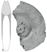 Aphelaeceras azzelmattiense (10.5852-ejt.2022.831.1871) Figure 25.png