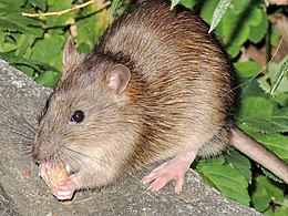 Vándorpatkány (Rattus norvegicus)