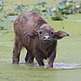 Thumbnail for File:Bubalus bubalis (water buffalo) calf, looking at the viewer, the feet in a pond, in Laos.jpg