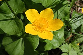 Caltha palustris 126355571.jpg