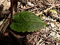 Calypso bulbosa