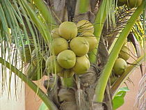 אגוזי קוקוס