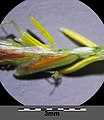 Spikelet with broadly winged rhachilla