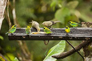 746 especies de aves en la provincia