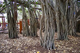 Ficus benghalensis adventitious roots and playground, New Farm Park IMGP0106.jpg