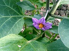 Flower of Eggplant.jpg