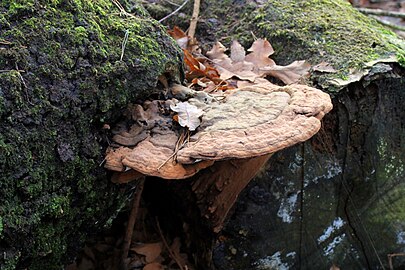 Onbekende paddenstoel in de Veluwe (eind december)