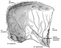 Emberi falcsont belső felszíne (lapos csont)
