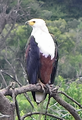 African Fish Eagle: January 08