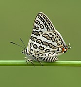 Cigaritis lilacinus