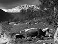 Korkein vuorenhuippu Gaustatoppen vuonna 1958