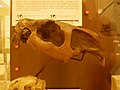 Fossil skull of Neochoerus pinckneyi