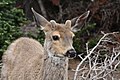 Odocoileus hemionus