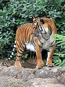 Panthera tigris corbetti (de Hindoĉinio)