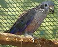 Pionus fuscus (cat.)