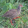 Immature P. a. cranchii, western Uganda