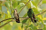 Female (left)