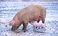 Ganado Porcino: 4.480 ton de carne de cerdo. 68.355 cabezas.