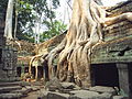 Tetrameles nudiflora roots, Ta Prohm, Cambodia