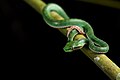 Trimeresurus popeorum (juvenile, male) - Kaeng Krachan National Park