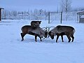 Two male caribou