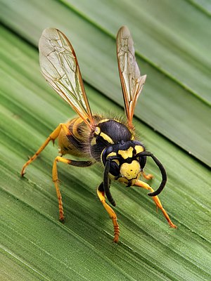 En hveps (Vespula germanica)