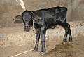 Een waterbuffelkalf in India.