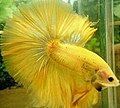 Xantismo nella Betta splendens