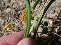 Zigadenus venenosus