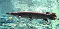 Alligator gar (Atractosteus spatula)