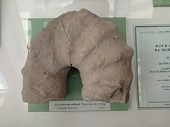 Ancyloceras urbani (Neumayr & Uhlig), Lower Aptian, Katselovo, Ruse Province, Cr1 1582X1 at the Sofia University 'St. Kliment Ohridski' Museum of Paleontology and Historical Geology.jpg