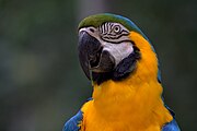 Папагалът ара е бразилски ендемит. Страната има една от най-разнообразните популации от птици и земноводни в света[38][39]