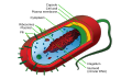 Prokaryote cell