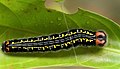 Larva