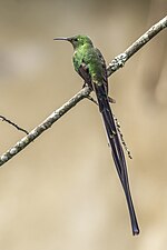 Miniatura para Lesbia victoriae