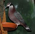 Black Collared Fruit Pigeon