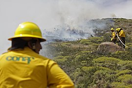 CONAF combate incendio de Valparaíso 02.jpg