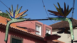 Camara de Lobos cans recycled to decorative strelitzia (38043225776).jpg