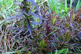 Castilleja irasuensis leaves.jpg