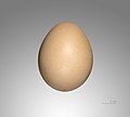   Egg