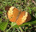 Cupha erymanthis dandeli (Vagrantini)